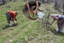 Dağdan toplanıyor, kilosu 10 bin TL'ye satılıyor