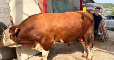 1 ton 200 kiloluk kurbanlık, araba fiyatına alıcısını bekliyor