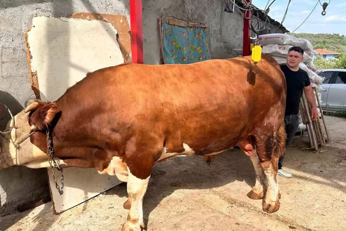 1 ton 200 kiloluk kurbanlık, araba fiyatına alıcısını bekliyor