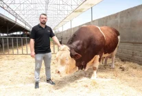 1.5 tondan fazla! İşte gözü gibi baktığı danasına istediği fiyat