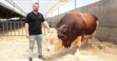 1.5 tondan fazla! İşte gözü gibi baktığı danasına istediği fiyat