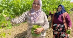 Kilosunu 70 TL'ye satıyorlar hiç masrafı yok
