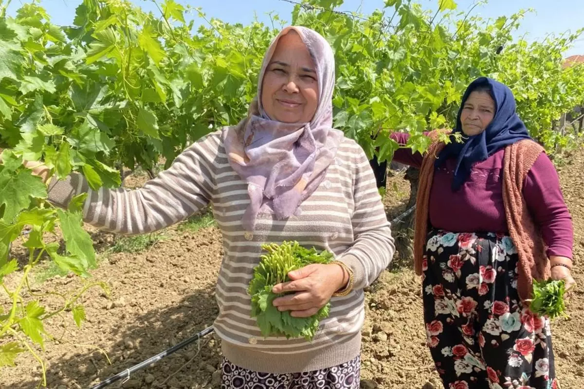 Kilosunu 70 TL'ye satıyorlar hiç masrafı yok