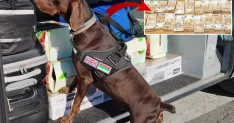 Tıra gizlenen 15 milyon lira dedektör köpekten kaçamadı