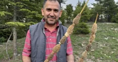 Toplaması tutku, kilosu 900 lira! Altın bulan bu kadar sevinmiyor