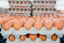 Yumurtanın üretim maliyeti düşerken market fiyatları sabit kaldı