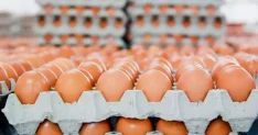 Yumurtanın üretim maliyeti düşerken market fiyatları sabit kaldı