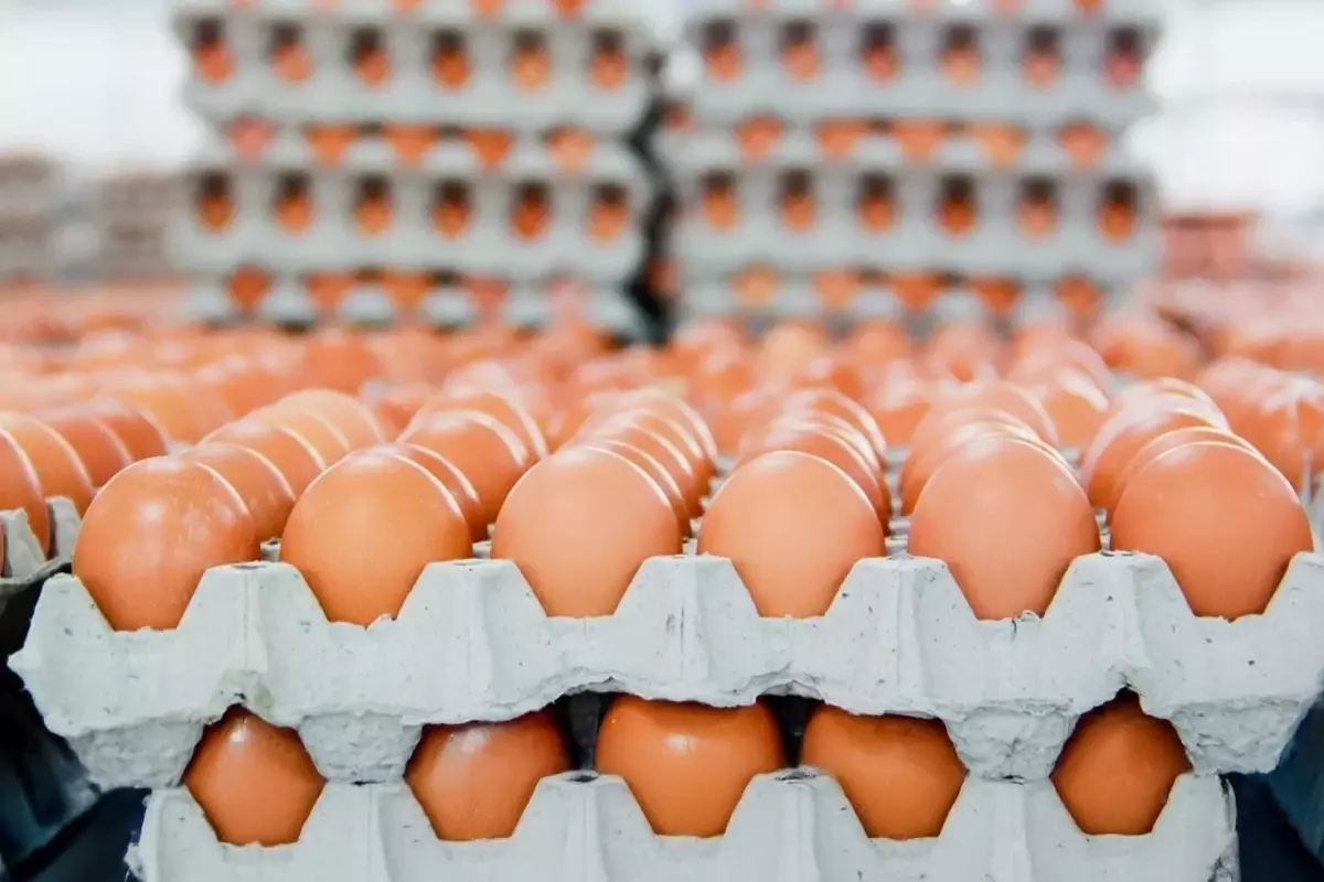 Yumurtanın üretim maliyeti düşerken market fiyatları sabit kaldı