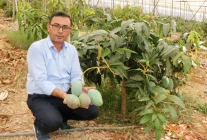 Alanya'da Yerli Mango Hasadı Başladı