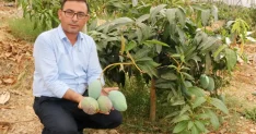 Alanya'da Yerli Mango Hasadı Başladı
