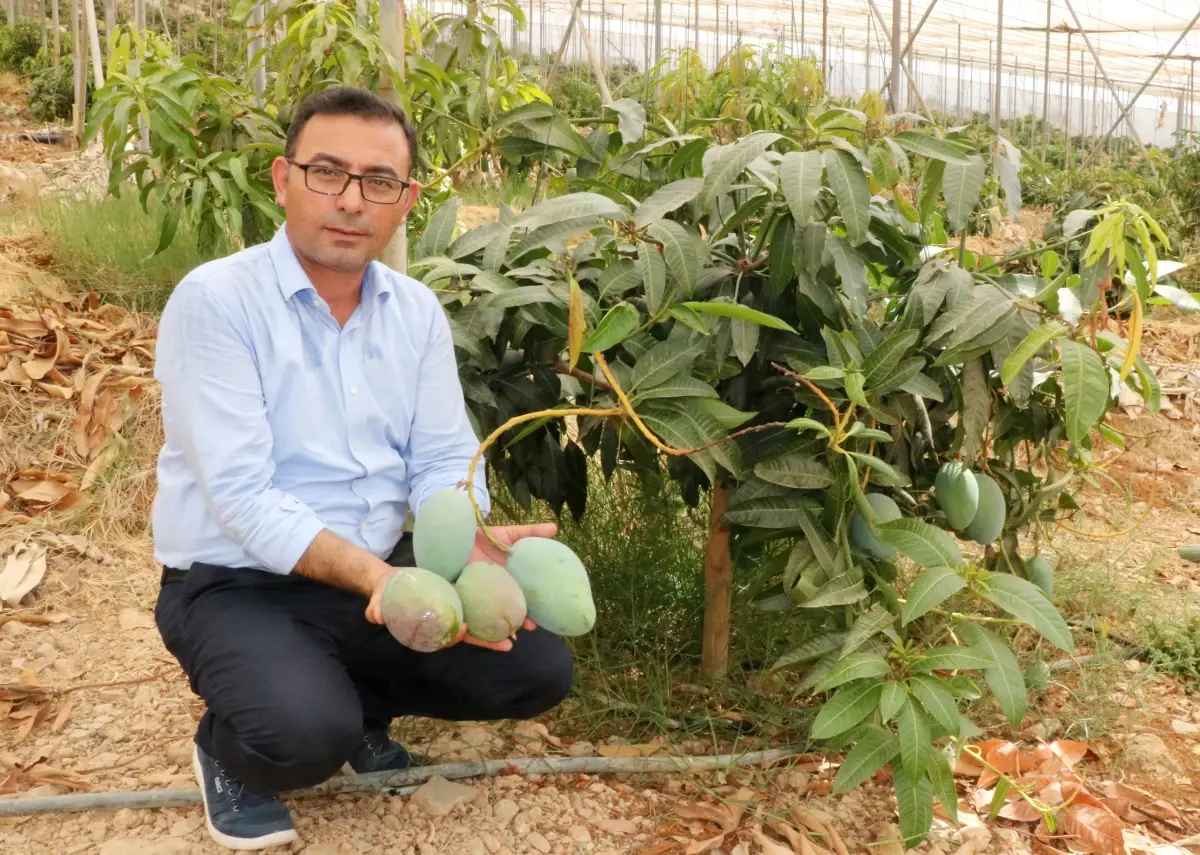 Alanya'da Yerli Mango Hasadı Başladı