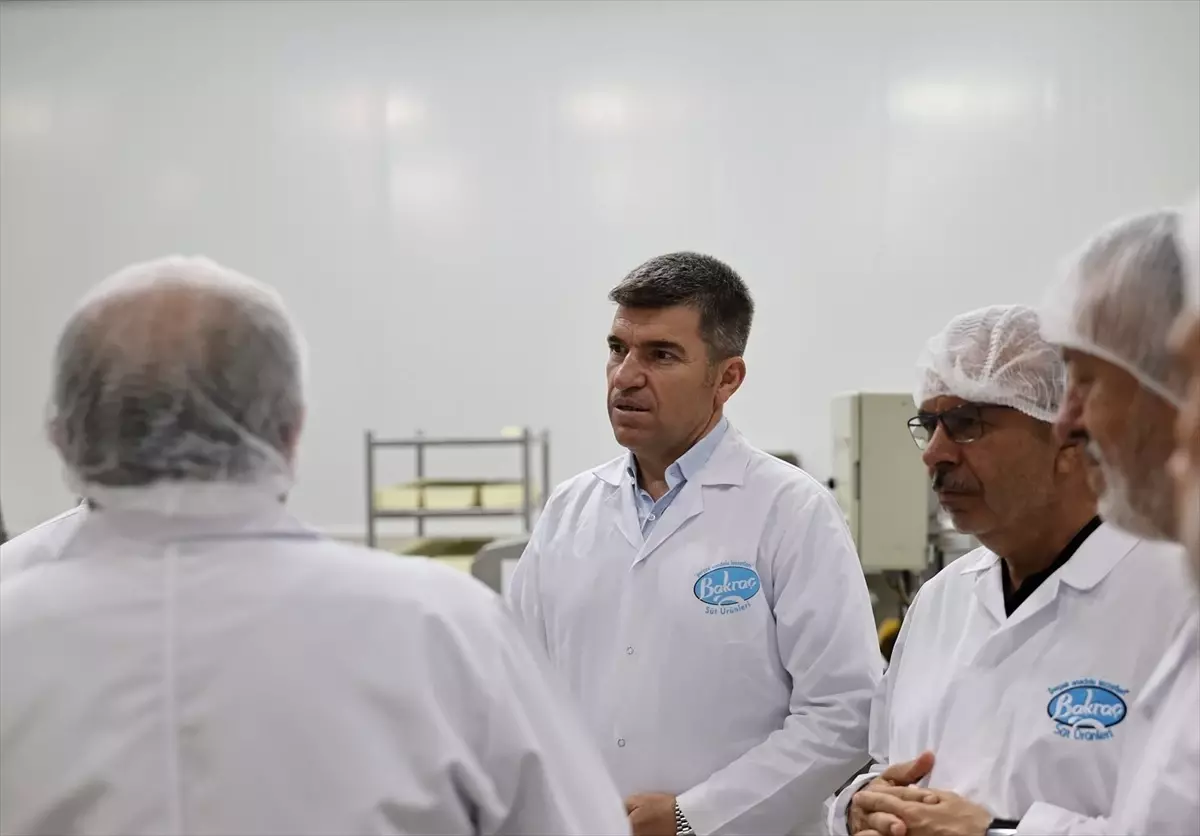 Amasya'da Süt Ürünleri Fabrikası Ziyareti