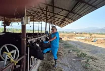 Aydın'da Şap Hastalığı Üzerine Karpuzlu'da Karantina Uygulaması Başlatıldı