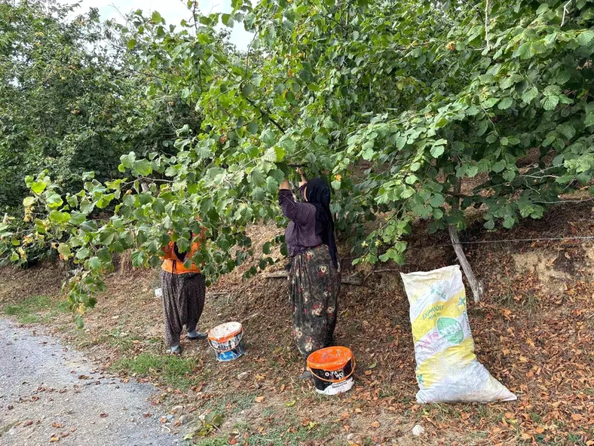 Düzce'de Erken Fındık Hasadı Başladı