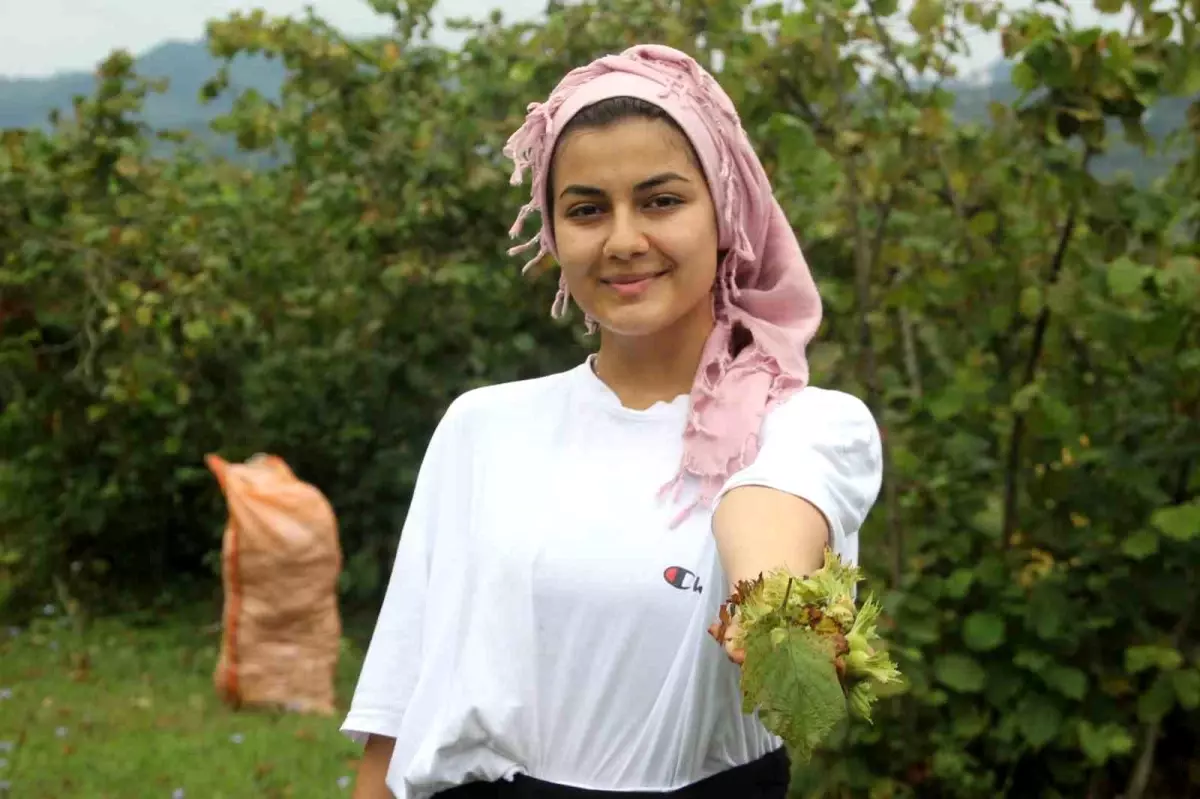 Karadeniz'de Fındık Hasadı Başladı - Haberler