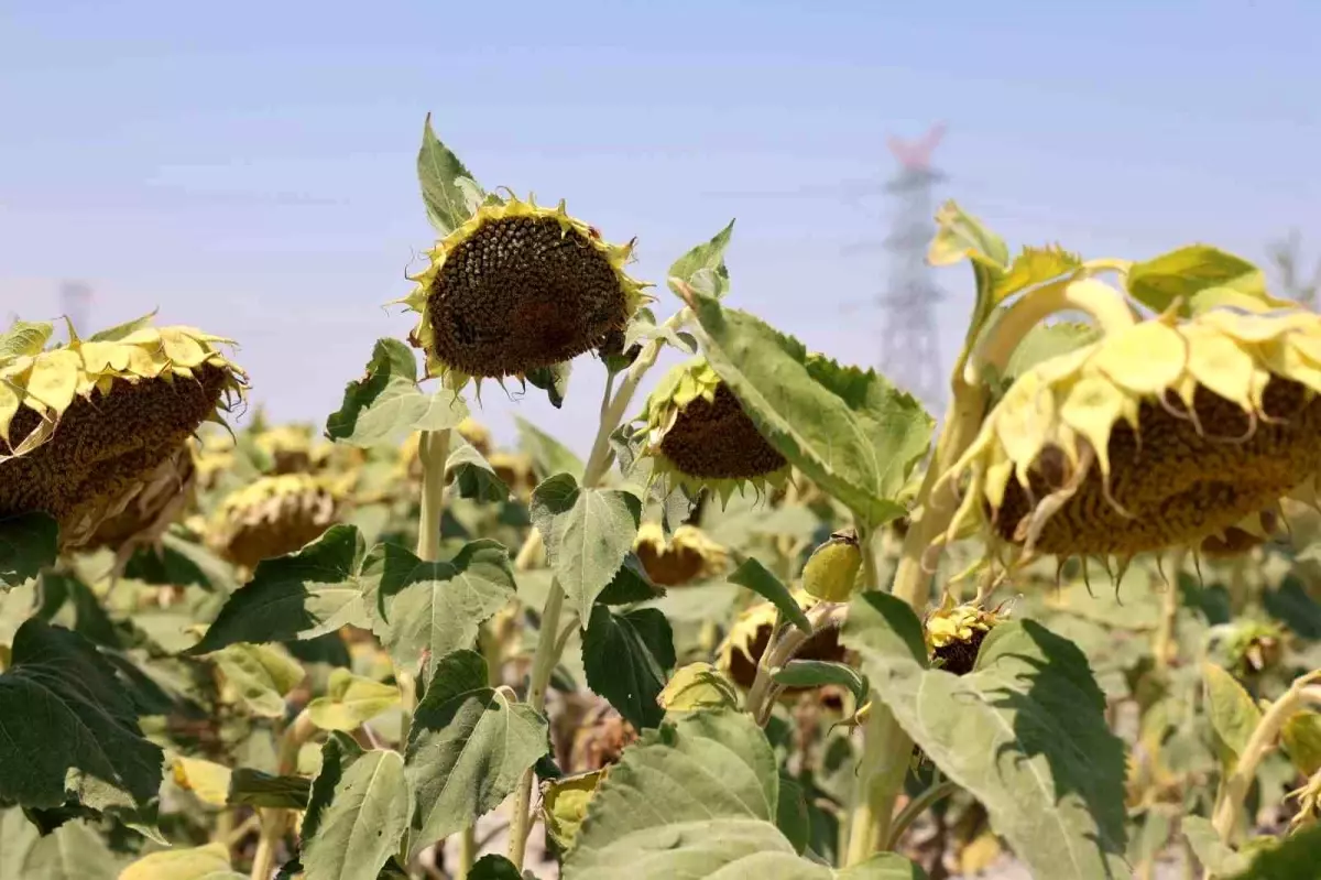 Konya Ovası Ayçiçek Üretiminde Öne Çıkıyor