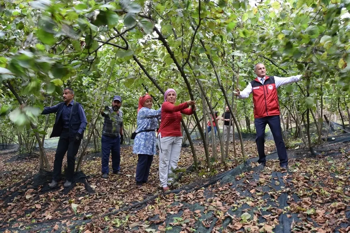 Ordu'da Fındık Üreticilerine 20 Milyon Lira Hasat Filesi Desteği