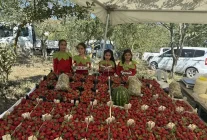 Samsun Alaçam'da Çilek Festivali Düzenlendi