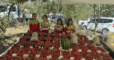 Samsun Alaçam'da Çilek Festivali Düzenlendi