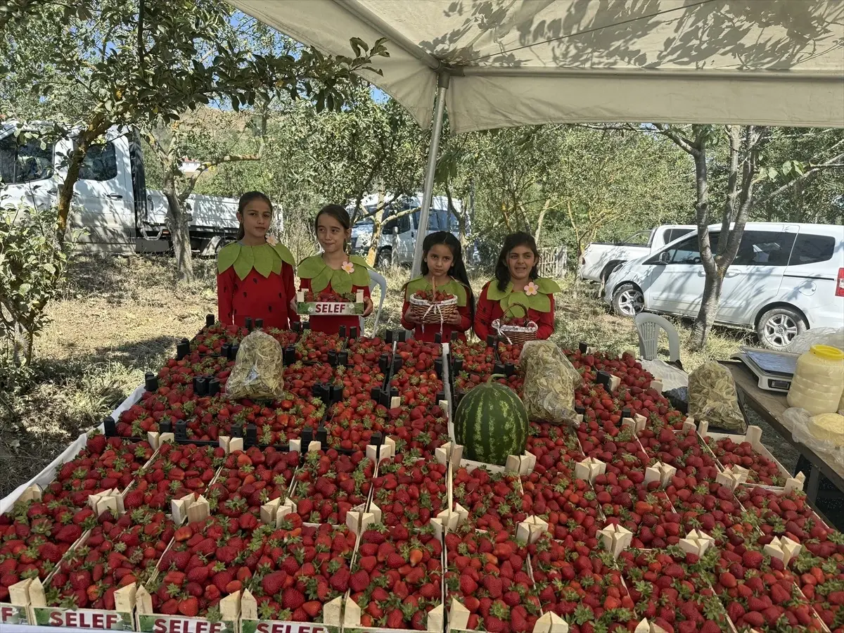 Samsun Alaçam'da Çilek Festivali Düzenlendi