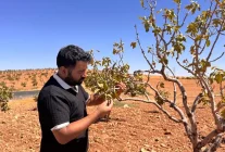 Şanlıurfa'daki İklim Değişikliği Fıstık Ağaçlarını Tehdit Ediyor