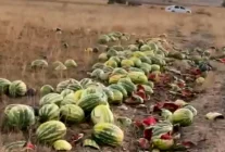 Tekirdağ'da Yolda Dökülen Karpuzlar Üzüntüye Sebep Oldu