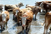 2024 Yılı Türkiye Hayvan Varlığı İstatistikleri Açıklandı