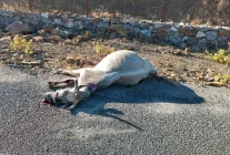 Elazığ'da Otomobil Ata Çarptı: At Telef Oldu