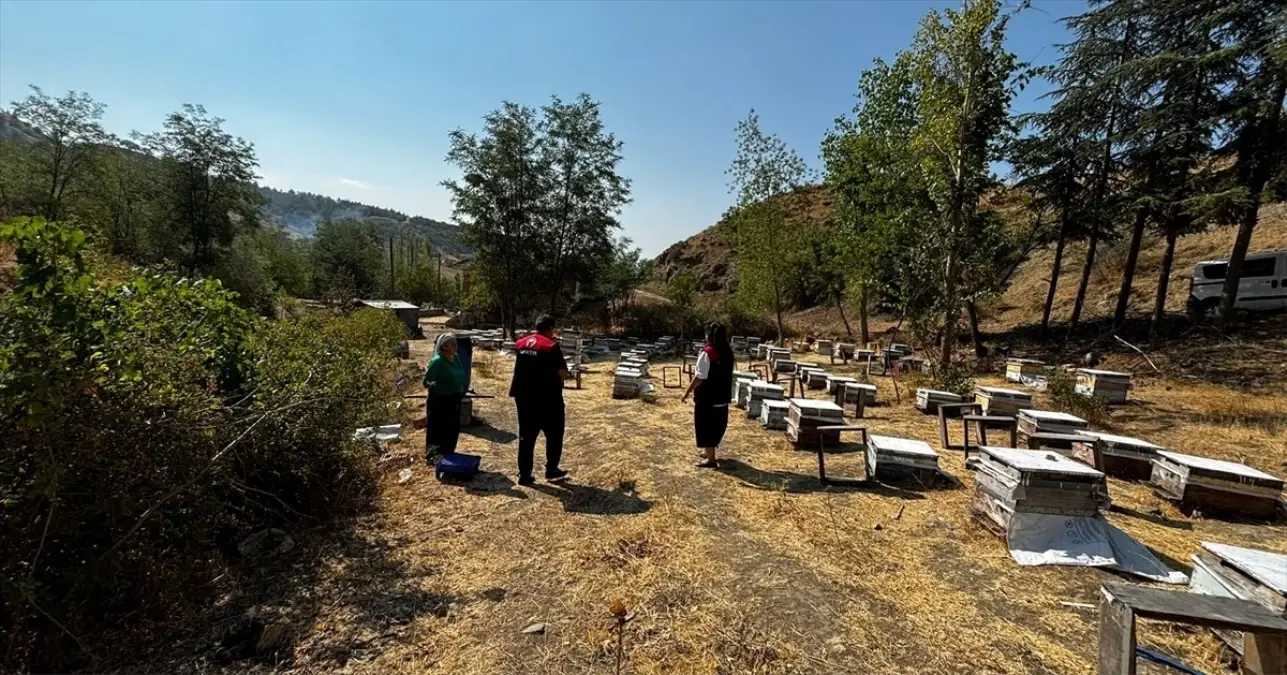 Göynücek'te Arılı Kovan Tespiti Gerçekleştirildi