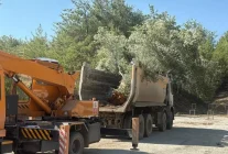 Muğla'da Zeytin Ağaçları Bilimsel Yöntemlerle Taşınıyor