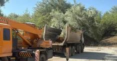 Muğla'da Zeytin Ağaçları Bilimsel Yöntemlerle Taşınıyor