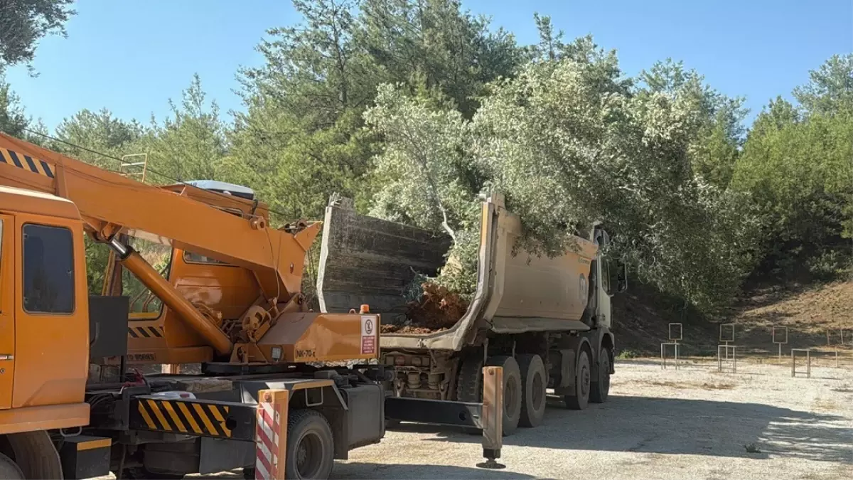 Muğla'da Zeytin Ağaçları Bilimsel Yöntemlerle Taşınıyor