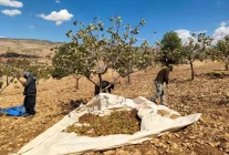 Siirt'te Fıstık Hasadı Aşırı Sıcaklık ve Kuraklık Sebebiyle Zarar Gördü
