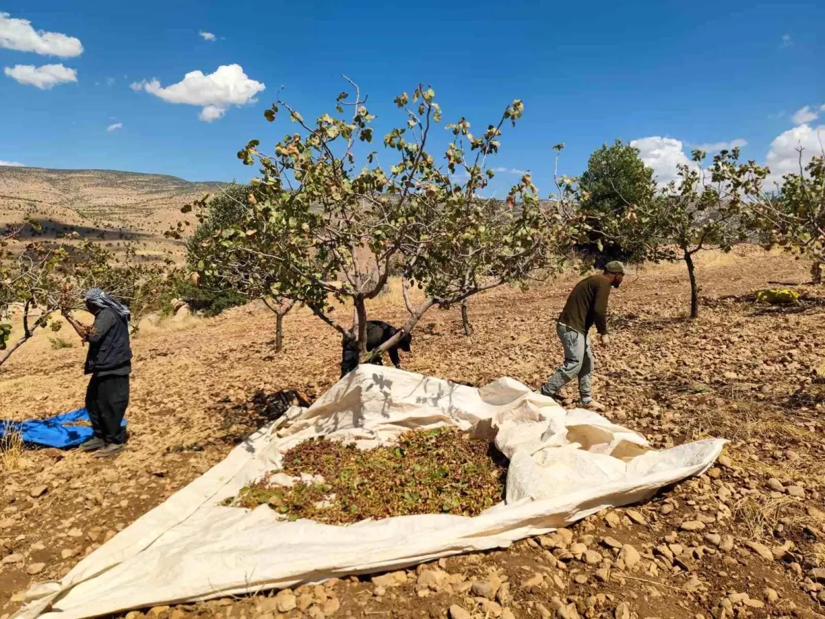 Siirt'te Fıstık Hasadı Aşırı Sıcaklık ve Kuraklık Sebebiyle Zarar Gördü