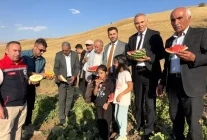 Yüksekova'da Mısır, Karpuz ve Kavun Hasadı Başladı