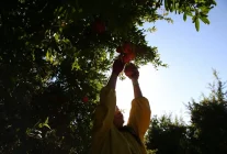 Adıyaman'da Nar Hasadı Başladı - Haberler