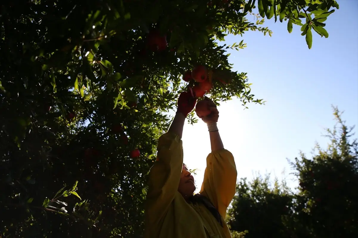 Adıyaman'da Nar Hasadı Başladı - Haberler