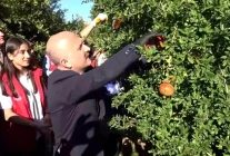 Adıyaman'da Nar Hasadı Başladı, İhracat Kapıları Açılıyor