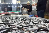 Bartın'da Hamsinin Kilosu 50 TL'ye Düştü