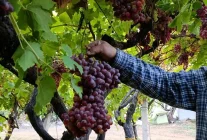 Manisa'da Üzüm Üreticisinden Rekor Salkım: 1 Kilo 740 Gram