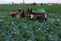 Bafra'da Beyaz Lahana Hasadı Başladı