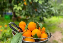 Balıkesir'de Havran Mandalinası Hasadı Devam Ediyor