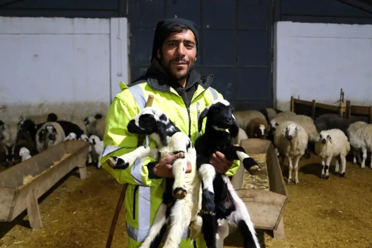 Erzincan'da İlk Kuzular Doğdu, Üreticilere Umut Verdi