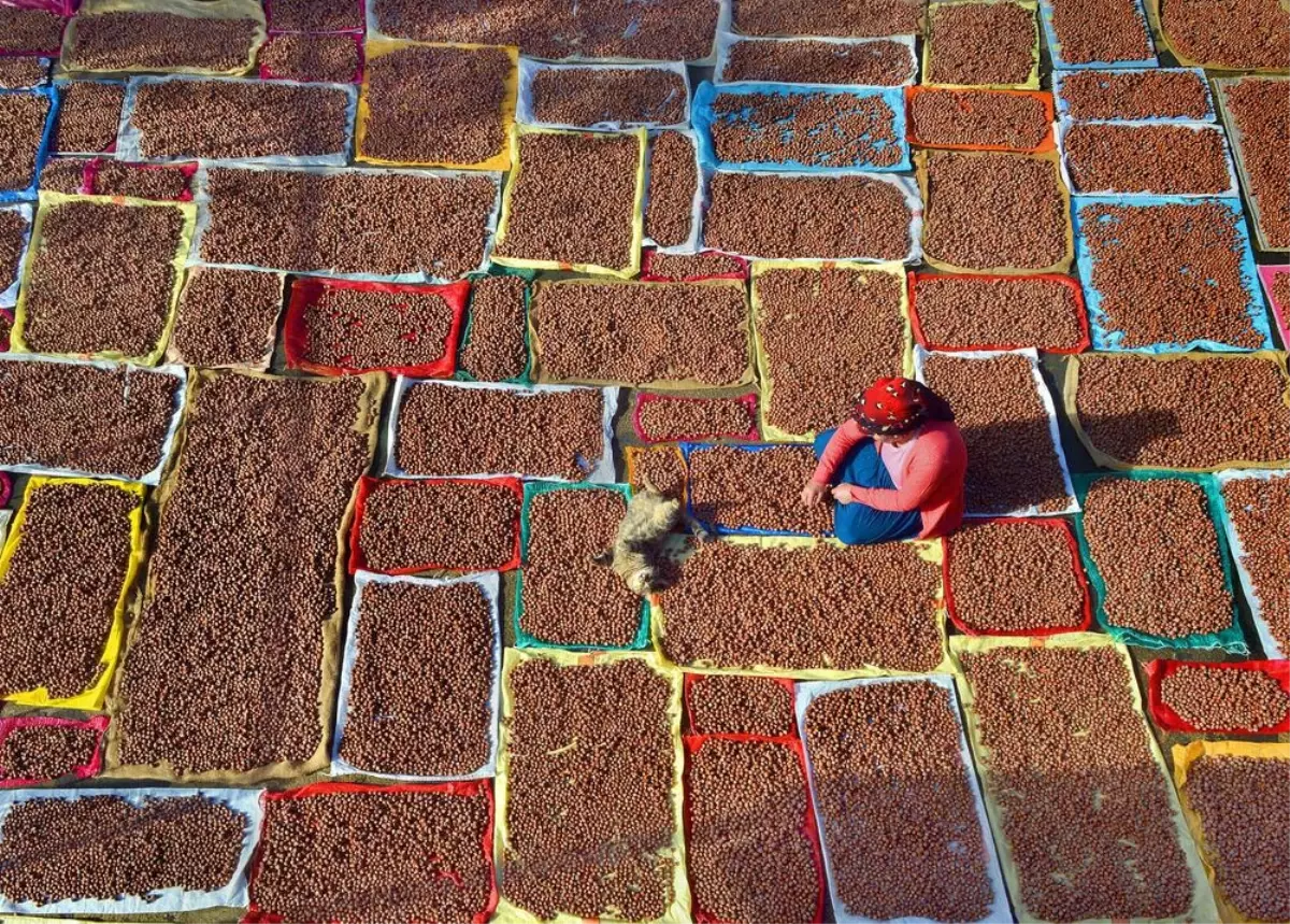 Fındık İhracatında Düşüş ve Fiyat Artışı Beklentisi