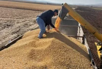 Gaziantep'te Mısır Hasadı Başladı - Haberler