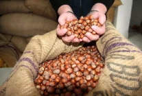 Giresun'da Fındık Fiyatları Yükselişe Geçti