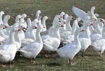 Kars'ta Kaz Kesim Sezonu Başladı