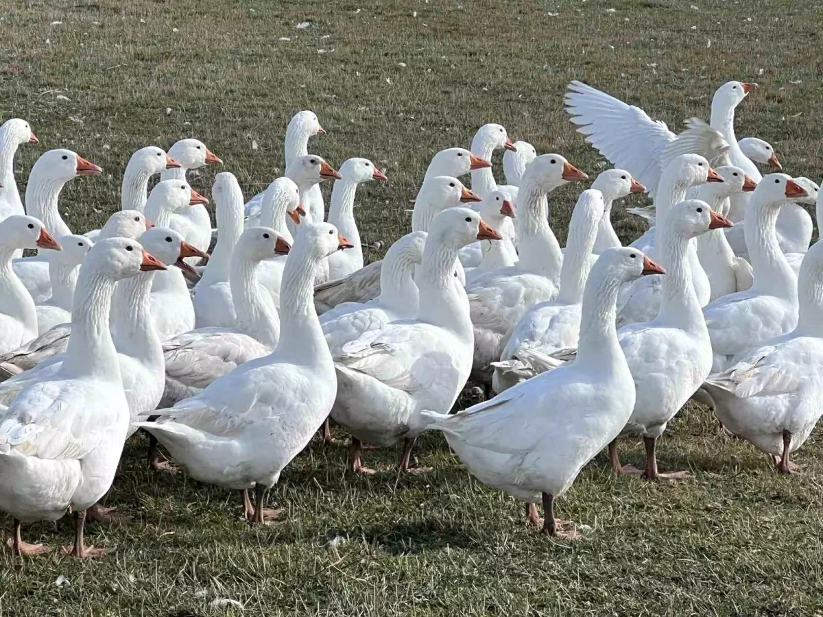 Kars'ta Kaz Kesim Sezonu Başladı
