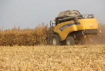 Mardin Ovası'nda Mısır Hasadı Başladı: 2 Milyon Ton Rekolte Bekleniyor