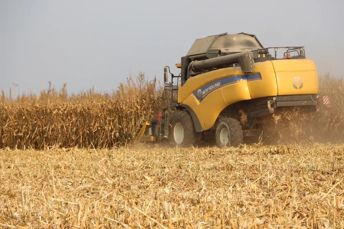 Mardin Ovası'nda Mısır Hasadı Başladı: 2 Milyon Ton Rekolte Bekleniyor